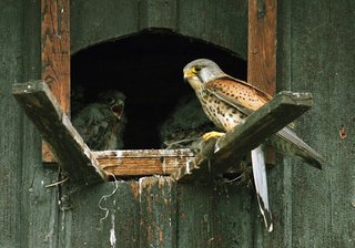 Turmfalken wachsen im Taubenschlag auf - 
              <p class="artikelinhalt">Die Maus noch in der Kralle, sitzt der Falke vor dem Taubenschlag. Ein kontrollierender Blick, dann bringt er den Jungen die Mahlzeit.</p>
            
