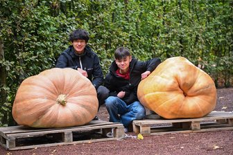 Über 250 Kilo: Das wiegt der Riesen-Kürbis-König beim Kürbisfestival in Lichtenwalde - Zu den Siegern beim ersten Kürbiswiegen in Lichtenwalde zählten Leo Wimhofer (l./3. Platz) und Nic Hsu (r./2. Platz) aus Baden-Württemberg.