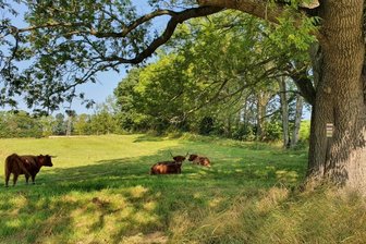 Über die Höhen beidseits des Muldentals - Am Rande von Mulda weiden schottische Hochlandrinder neben dem Wanderweg. 