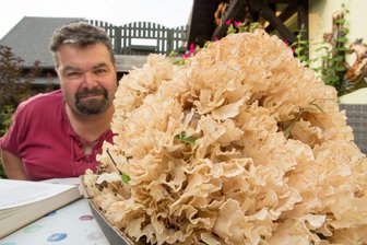 Über vier Kilo: Riesige Krause Glucke im Erzgebirge gefunden - Gerald Engelbrecht mit dem Riesenexemplar einer Krause Glucke.