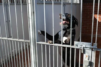 Überall an der Kapazitätsgrenze: In Sachsens Tierheimen häufen sich die schweren Fälle - Ein Mischlingshund im Tierheim Dresden: Sind die Anforderungen an mögliche Halter hoch, kann die Vermittlung der Tiere schon mal Monate dauern. Oder Jahre.