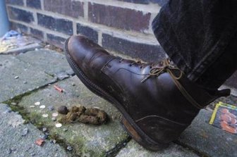 Überall Hundehaufen: Plauen will strenger kontrollieren - Achtung, Tretmine! Auch in Plauen keine Seltenheit: Im Rathaus gingen zuletzt immer mehr Beschwerden ein.