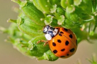 Überleben verschleppte Insekten an einem fremden Ort? - Der asiatische Marienkäfer, auch Harlekin-Marienkäfer genannte, hat sich hierzulande doch recht häuslich eingerichtet.