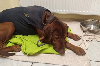 Überlebt dank Dubai-Schokoladentorte aus Zwickau: Hund Balisto gerettet - Mischling Balisto aus dem Tierheim Vielau hat seine Not-OP gut überstanden.