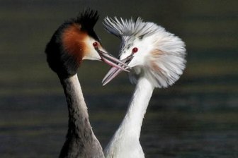 Überraschendes aus der Vogelwelt - Ein Haubentaucherpaar beim Balzen auf der Koberbachtalsperre. Solch ein fehlfarbenes, weißes Tier ist äußerst selten. 