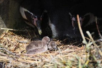 Überraschung beim Pinguinnachwuchs im Amerika-Tierpark Limbach-Oberfrohna - Zwillinge bei den Humboldt-Pinguinen. Das kommt nicht oft vor.