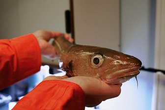 Überraschung im Nordpolarmeer - Unerwartete Beute unter dem Eis des Nordpolarmeers: Anders Svenson vom Forschungsschiff Polarstern hat in wenigen hundert Metern Tiefe einen Kabeljau gefangen.