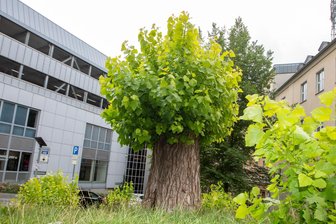 Überraschung: Pappel an den Plauener Kolonnaden deutlich älter als bislang bekannt - Die frisch ergrünte Pappel soll bereits vor 150 bis 170 Jahren gepflanzt worden sein.