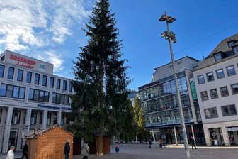 Um neuen Weihnachtsbaum beginnt der Aufbau des Weihnachtsmarktes - Am Sonntag begannen um den neuen Weihnachtsbaum bereits die Aufbauarbeiten für den Weihnachtsmarkt.