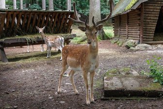 Umfrage zum Tiergehege am Pöhlberg: Annaberg-Buchholz nennt erste Ideen für Umgestaltung - Das Tiergehege am Pöhlberg in Annaberg-Buchholz soll umgestaltet werden. Dabei soll auch die Meinung von Einwohnern und Nutzern einfließen. Eine Umfrage läuft noch einige Wochen. 