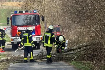 Umgestürzte Birke sorgt für Feuerwehreinsatz in Penig - Eine umgestürzte Birke sorgte am Ostersonntag für einen Einsatz der Feuerwehr Penig.