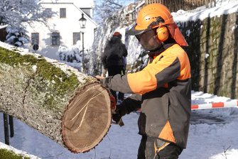 Umgestürzter Baum wird beseitigt -