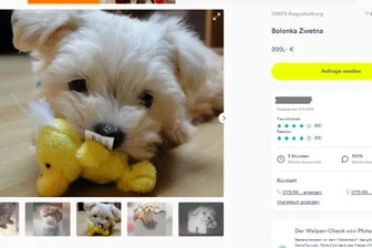 Umstrittene Hundezucht in Erdmannsdorf: Landratsamt will Auflagen kontrollieren - Im Internet werden weiterhin Hundewelpen aus der umstrittenen Zucht in Erdmannsdorf angeboten, wie diese Bildschirmaufnahme zeigt.