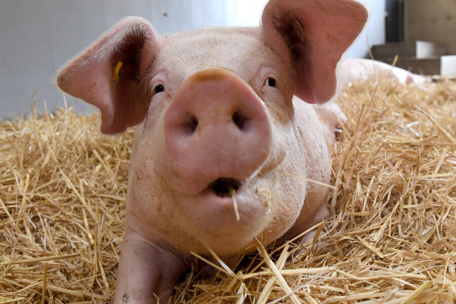 Umstrittene Schweinemastanlage in Königshain: Landkreis Mittelsachsen genehmigt Bau - 