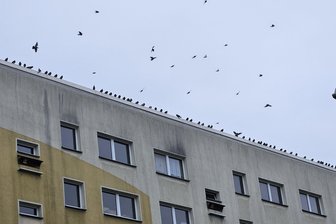 Umstrittener Umgang mit Tauben in Zwickau: Schützen oder vergrämen? - Morgens auf einem Wohnblock in Zwickau-Planitz: Tauben in großer Zahl.