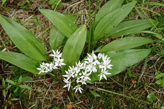 Umweltzentrum Oberlauterbach bietet drei Veranstaltungen an - Um Wildkräuter wie Bärlauch geht es bei der Kräuterwanderung.