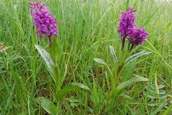 Umweltzentrum sucht Helfer für vogtländische Orchideenwiese - Das breitblättrige Knabenkraut ist selten geworden.