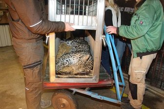 Umzug nach Ljubljana: Leopard Kian verlässt Chemnitzer Tierpark -