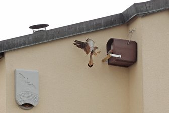 Umzugshilfe vom Staat: Familie Turmfalke muss nach nebenan - Turmfalken nisten in einem Nistkasten in Zwickau. Der ursprüngliche Nistplatz der Vögel an einem Gebäude gegenüber wird abgerissen. In Kooperation mit Naturschützern organisierte der für Abriss und Neubau zuständige Staatsbetrieb Immobilien- und Baumanagement (SIB) den Umzug der letzten «Hausbewohner», nämlich Turmfalke, Mauersegler und Fledermaus. Dafür wurden an einem Haus gegenüber Nistmöglichkeiten geschaffen, die gut angenommen wurden.