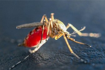 Unautorisierte Blutentnahmen - Eine mit Blut vollgesaugte Mücke. Mit Hilfe eines spezialisierten Mundwerkzeuges, des stechend-saugenden Rüssels, können weibliche Stechmücken die Haut ihrer Wirte durchstechen und Blut saugen. Die mit der Blutmahlzeit aufgenommenen Proteine (besonders aus Hämoglobin und Albumin) und Eisen (aus Porphyrin-Verbindungen wie Häme) sind für die Produktion der Eier essenziell. Ansonsten ernähren sich weibliche Stechmücken wie auch die Männchen von Nektar und anderen zuckerhaltigen Pflanzensäften.