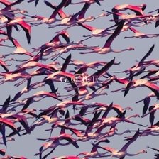 Unbegreiflich - Deftones