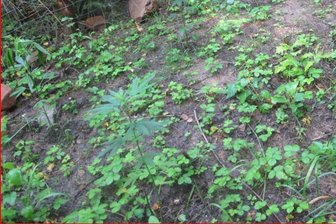 Unbekannte bauen im Wald Cannabis an - Die Täter haben in einem eingezäunten Bereich die Pflanzen angebaut.