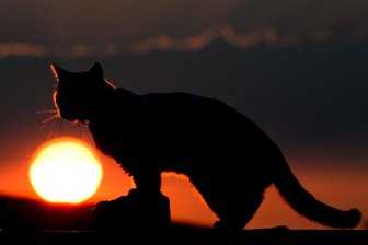 Unbekannte schießen mit Luftdruckwaffe auf Katze -