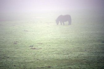 Unbekannte schneiden Ponys Schweife ab - 
