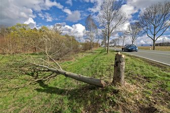 Unbekannte Täter fällen zwei Bäume „Am Sachsenring“ mit der Axt - Zwei Bäume wurden in Hohenstein-Ernstthal von unbekannten Tätern gefällt. Einer davon stand direkt an der Straße „Am Sachsenring“ zwischen Tankstelle und Badteich.