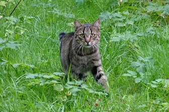 Unbekannter schießt mit Luftgewehr auf Katze - 