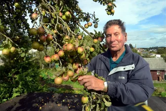 Und das in diesem Jahr! - Vogtländischer Mega-Apfelbaum trägt mindestens 2000 Früchte - Äpfel, Äpfel und nochmal Äpfel. Klaus Gerngroß weiß schon gar nicht mehr, wohin mit all dem Obst.