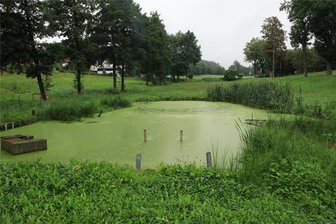 Undichter Teich in Gemeinde Neuensalz: Fische können bald zurückkehren - Der Zschockauer Teich wirkt idyllisch. Doch er ist undicht und bedarf einer Sanierung.