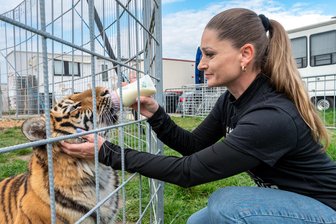 Unerlaubte Show mit Raubkatzen? Sachsens „Tigerkönigin“ Carmen Zander vor Gericht - Carmen Zander mit einem ihrer Tigerwelpen im April. Vor Gericht wird ihr vorgeworfen die Tiere unerlaubterweise gegen Geld zur Schau gestellt zu haben.
