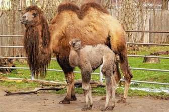 Unerwarteter Nachwuchs bei Kamelen im Tiergarten von Falkenstein - Der junge Trampeltierhengst Elmar mit seiner Mutter Elsa.