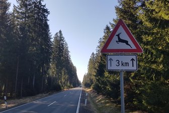 Unfälle mit Wild: Auf diesen beiden Straßen im Vogtland ist es besonders gefährlich - Ein Schwerpunkt der Unfälle ist die Straße zwischen Neustadt und Schöneck.