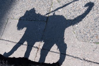 Unfall auf B 169 in Frankenberg: Ausweichmanöver führt zu Kollision - Bei dem Unfall auf der B 169 wurde glücklicherweise niemand verletzt.