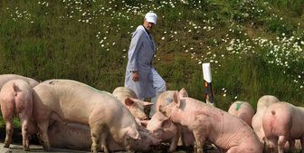 Schweine Unfall