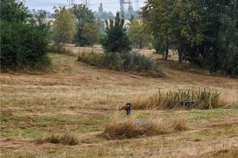 Unfall in Wittgensdorf: Frau stirbt bei Erntearbeiten - Eine Frau gerät bei Erntearbeiten unter einen Heuwender und stirbt. 