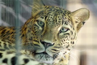 Unfall mit Leopardin aufgeklärt - 