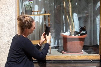 Ungewöhnlicher Anblick in Plauener Schaufenster: Katze macht es sich in Blumentopf gemütlich - In einem Blumentopf hinter Glas döst eine schwarz-weiße Katze an der Straßberger Straße in Plauen.