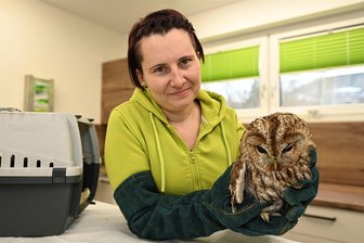 Ungewöhnlicher Patient: Klingenthaler Tierärztin päppelt bei Unfall verletzten Waldkauz auf - Tierärztin Christin Strahl-Thoß pflegt einen verunglückten Waldkauz wieder gesund, der bei ihr abgegeben wurde.
