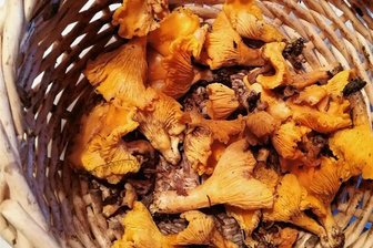 Ungewöhnlicher Pilz-Fund im Erzgebirge - Diese Pfifferlinge wurden jetzt in der Region gefunden. 