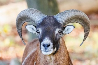 Ungewöhnlicher Unfall: Mufflon stirbt in Oberlosa - Im Plauener Ortsteil Oberlosa ereignete sich ein Wildunfall mit einem Mufflon.