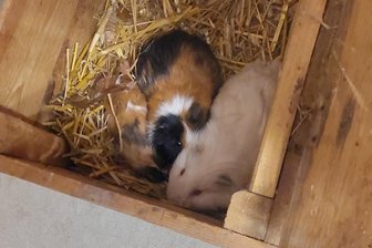 Unglaublich: Unbekannte setzen im Wald bei Rechenberg-Bienenmühle fast 20 Meerschweinchen aus - Diese beiden Meerschweinchen gehörten zu den Tieren, die in einem Waldstück nahe des Kammweges bei Neuclausnitz ausgesetzt wurden. Die meisten Fundtiere sind weiß, einige auch dreifarbig.