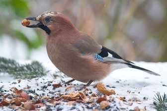 Unsere Unwörter-Vorschläge: Die Schlechten ins Kröpfchen! - Als Kropf bezeichnen Biologen eine Aussackung der Speiseröhre von Vögeln wie dem abgebildeten Eichelhäher, in der Nahrung gelagert und zum Vorquellen eingespeichelt wird. So ein Kropf ist nötig, wenn in unregelmäßigen Abständen große, schwer verdauliche Futtermengen aufgenommen werden - bei anderen Tieren ist er dagegen sprichwörtlich überflüssig. Im Märchen "Aschenputtel" nutzen Tauben diese Fressmethode als Sortierfunktion: Gute Erbsen befördern sie per Schnabel ins "Töpfchen", schlechte landen erst einmal im "Kröpfchen".
