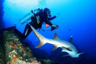 Unter Wasser gibt es einiges zu entdecken - So soll es bald wieder werden: Ein Mitglied des Tauchvereins Oelsnitz auf Haibeobachtung vor Costa Rica. 