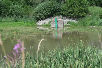 Untere Naturschutzbehörde zu Schimmels Teichen in Limbach-Oberfrohna: „Es herrschen paradiesische Zustände“ - Seit Längerem fehlt in Schimmels Teichen das Wasser. Das sorgt für Unmut bei den Besuchern des Landschaftsschutzgebietes.