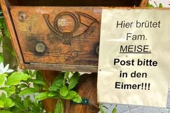 Untermieter auf Zeit - Am Angerbach in Lichtenwalde gibt es einen ganz besonderen Nistkasten: Eine Meisenfamilie hat es sich in einem Briefkasten gemütlich gemacht und brütet dort.