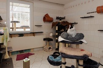Unterstützung gefragt: Tierheim "Neu-Amerika" will Katzenzimmer erneuern - Mehrere Katzenzimmer im Tierheim "Neu-Amerika" sollen in diesem Jahr erneuert werden. Dafür ist die Einrichtung auf finanzielle Unterstützung angewiesen. Bis 21. April gibt es eine Crowdfunding-Aktion. 