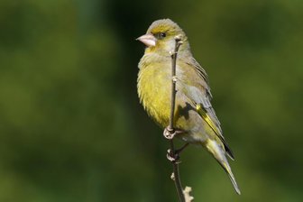 Unterwegs im Werdauer Wald: Vogelstimmenwanderung am Sonntag - Vogelvielfalt aus nächster Nähe erleben, das verspricht eine Wanderung im Werdauer Wald.